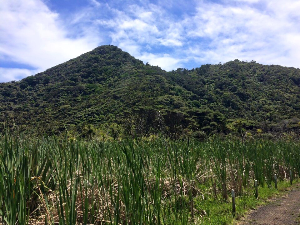 Park vegetation