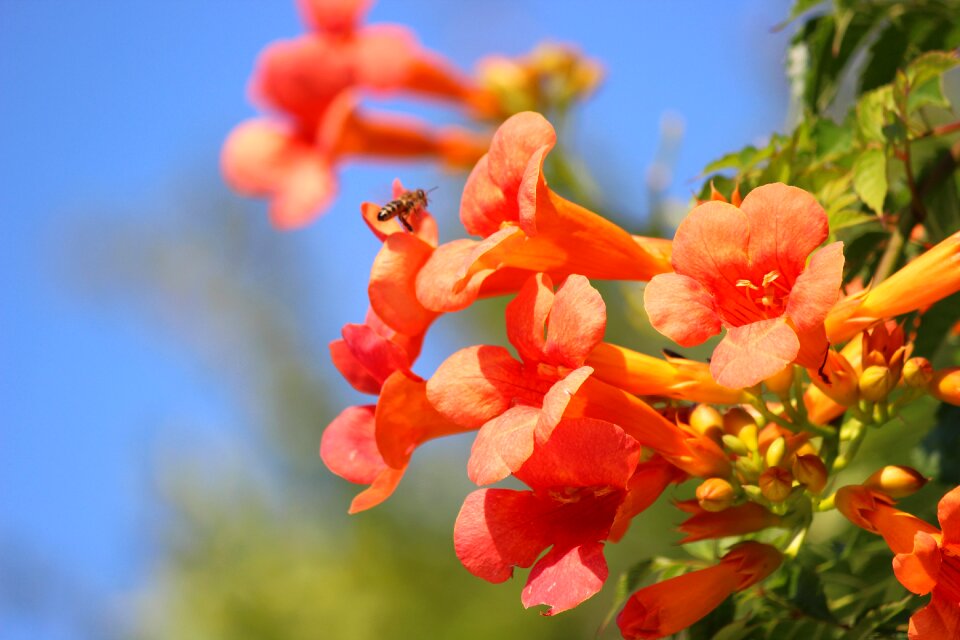 Bee honey nature
