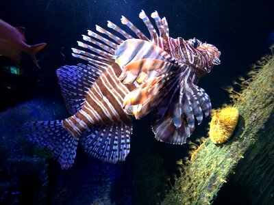 Aquarium fish underwater world photo