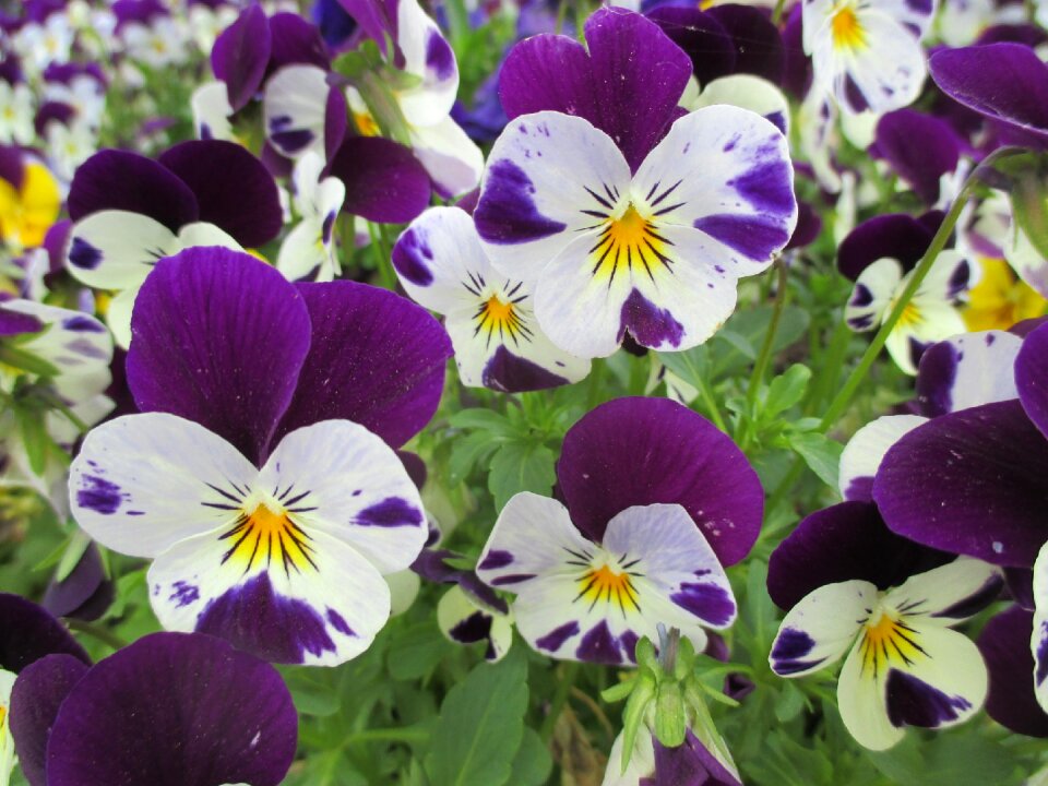 Spring flowers spring flower