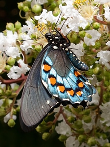 Pipevine swallowtail battus philenor insect photo