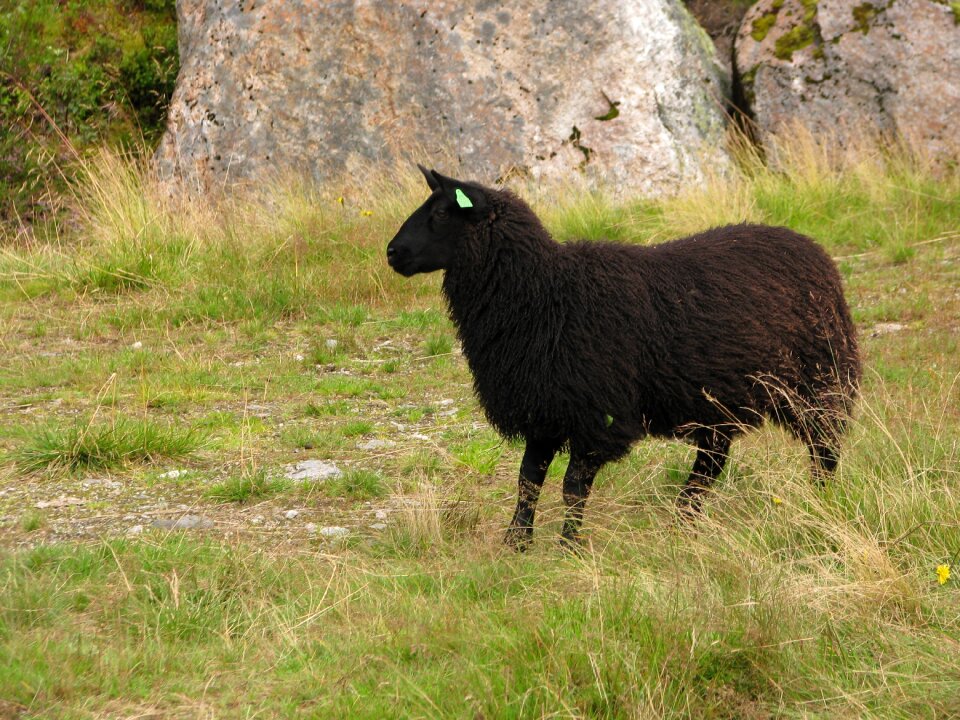 Livestock countryside flock