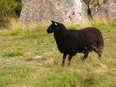 Livestock countryside flock photo