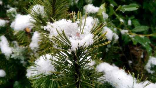 Fir tree snow winter
