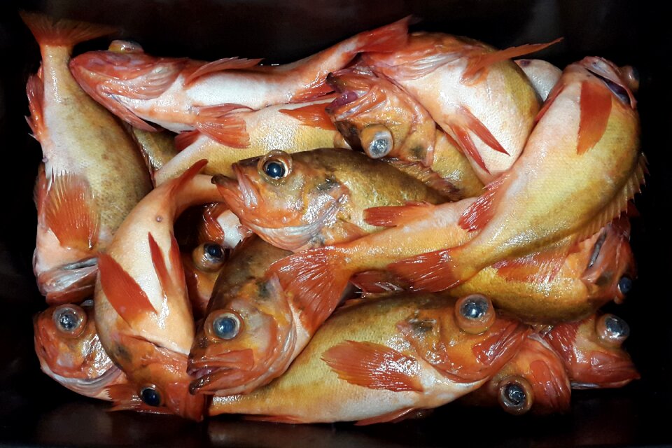 Seafood atlantic fishing