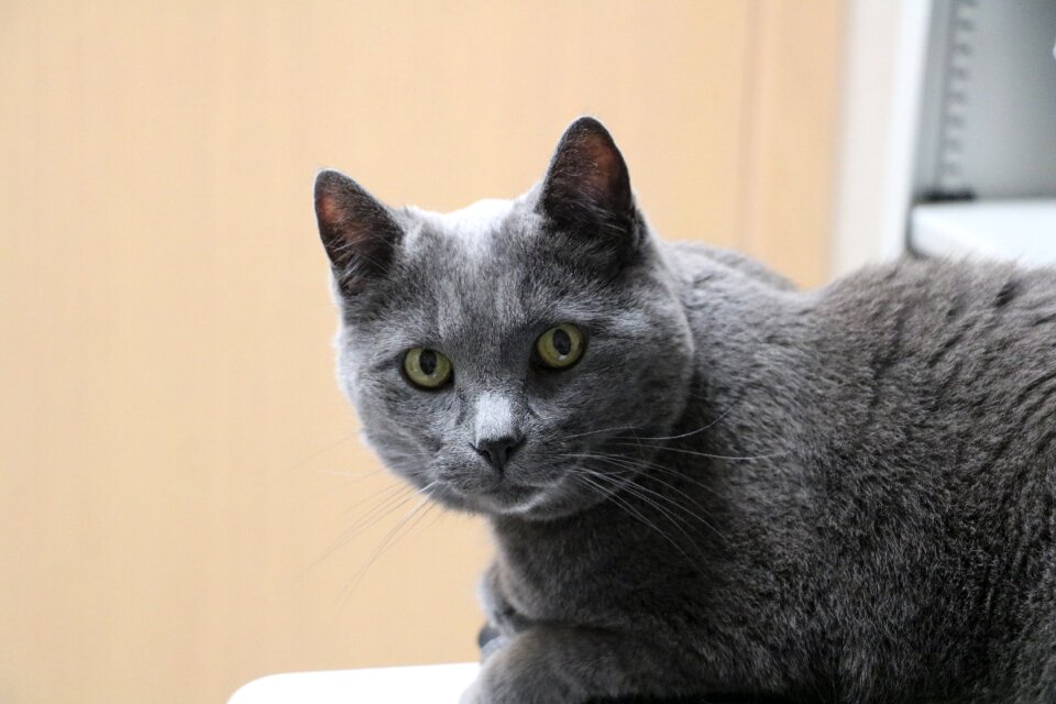 Feline domestic short hair animal pet
