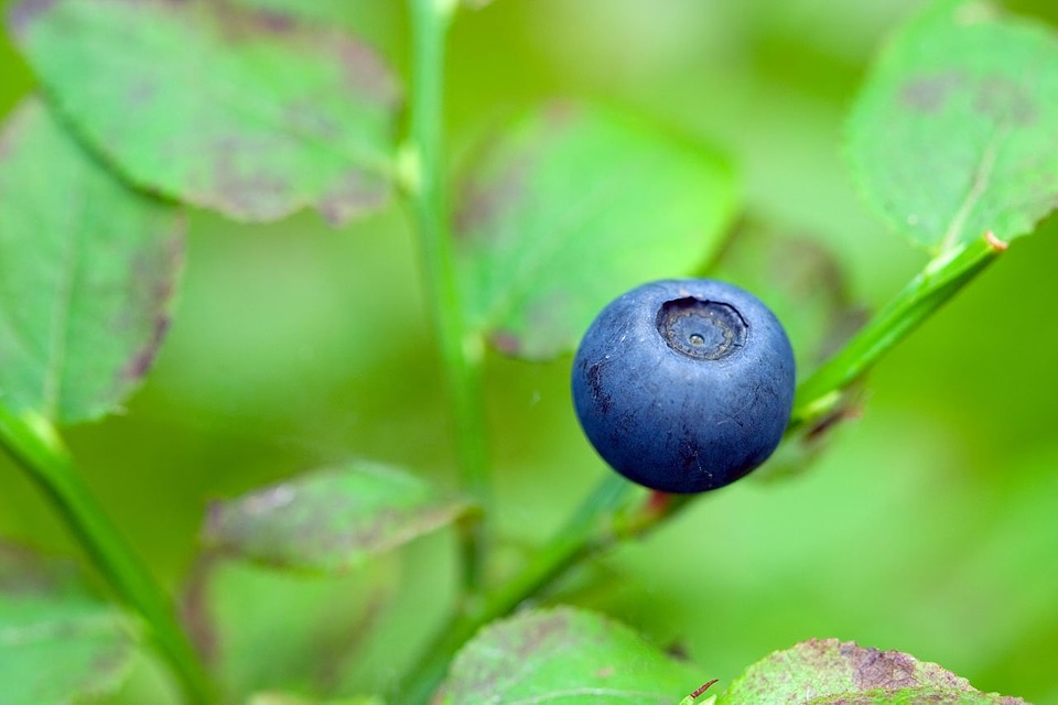 Eat food forest