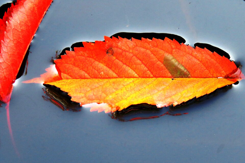 Fall foliage mirroring colorful