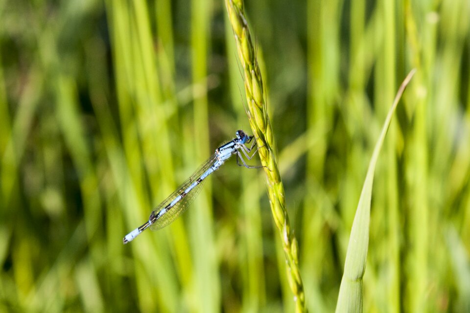 Nature bug macro