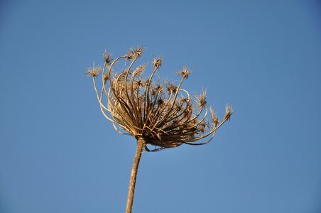Herbal leaf brown
