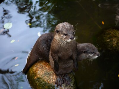 Mammal clawed otter making males