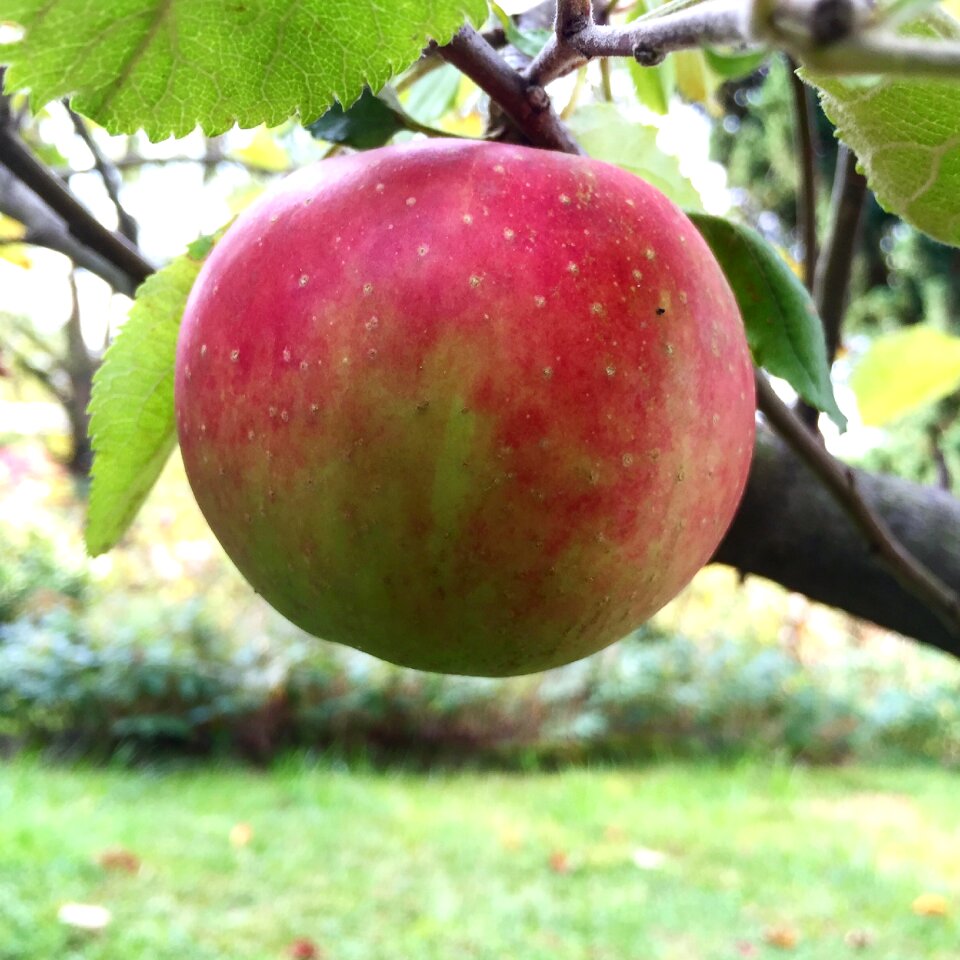 Garden apple tree fruit