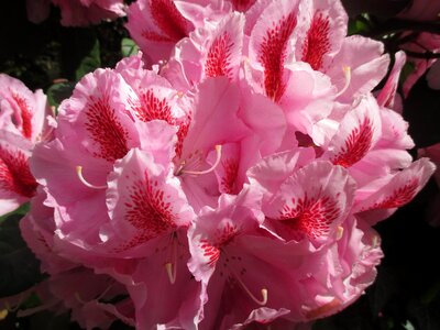 Summer pink garden photo