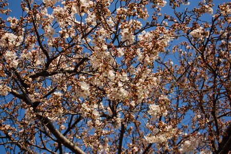 Cherry blossoms spring blue sky photo