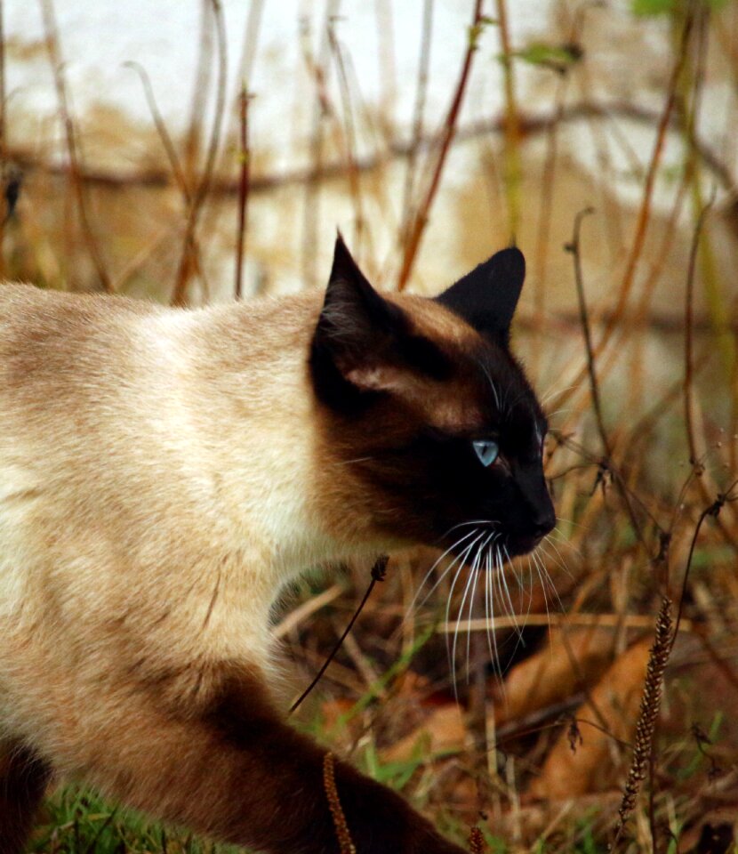 Mieze cat's eyes siam