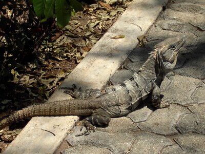 Animal creature scaly