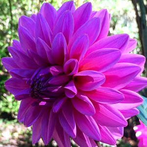 Purple color flower photo