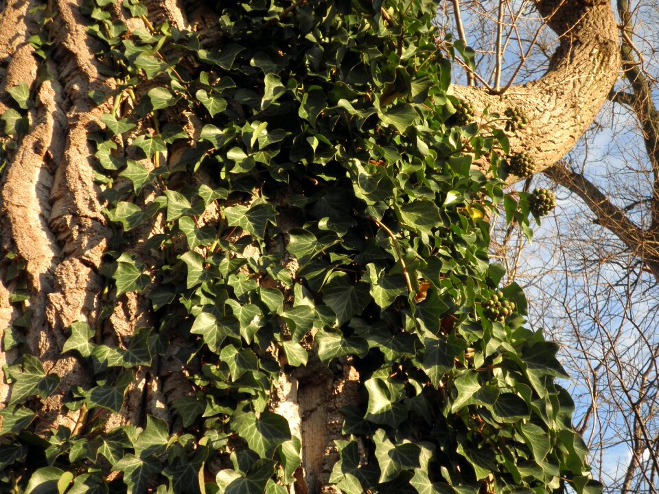 Green leaves plant