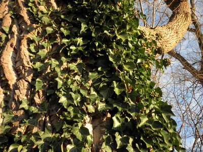 Green leaves plant