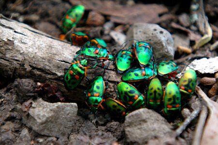 Insect nature