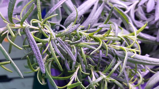 Vegetable foliage lavender