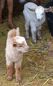 Goats plush toys breeding photo