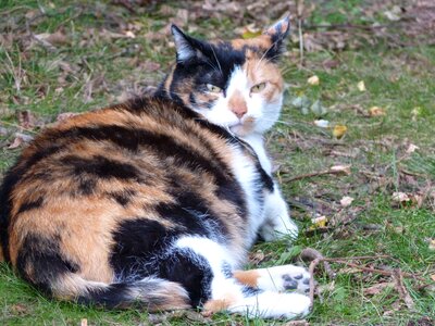Three coloured colorful domestic cat
