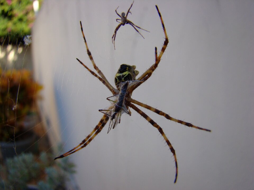 Nature insect arachnophobia