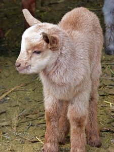 Goat newborn teddy