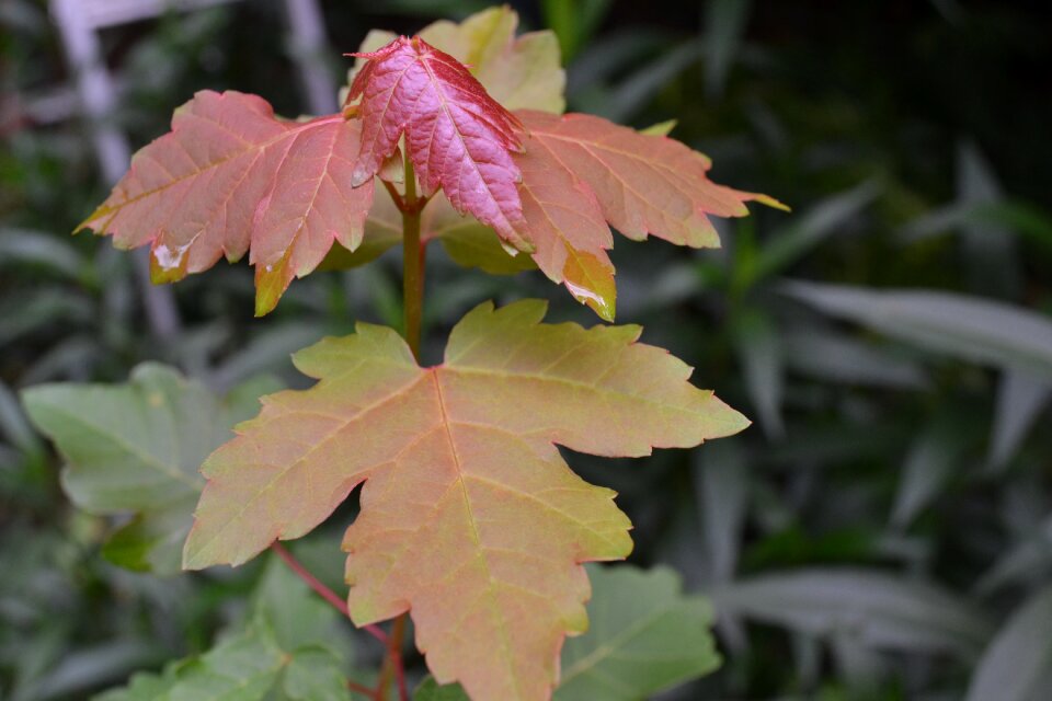 Foliage outdoor green leaf