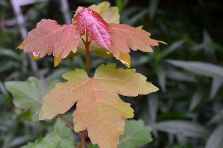 Foliage outdoor green leaf