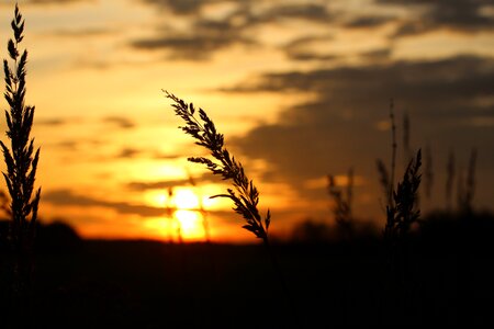 Grass abendstimmung sky