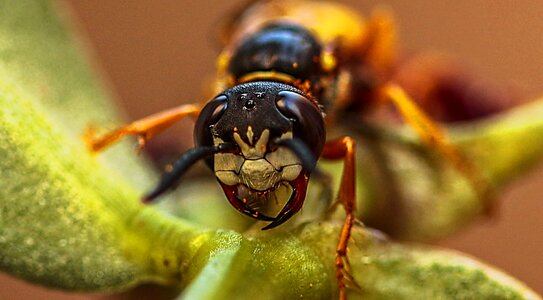 Nature yellow insect