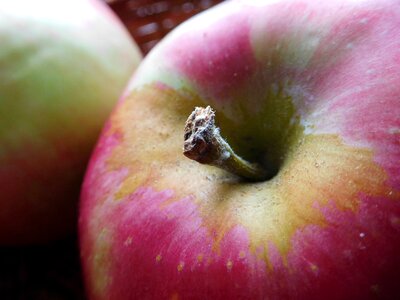 Food fruit
