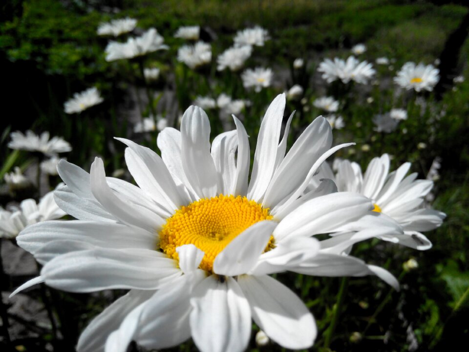 Flowers white summer