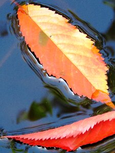 Sheet in the water red blue photo