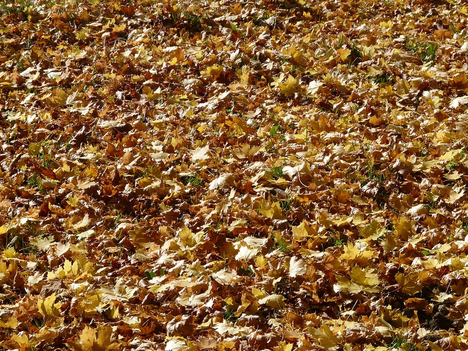 Autumn fall leaves gold