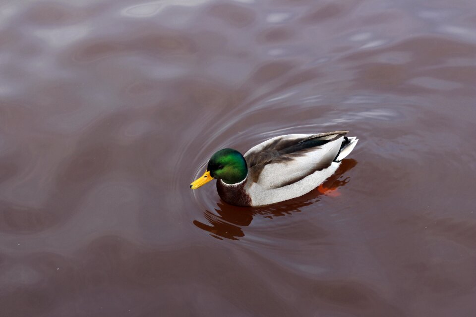 Animal nature pond