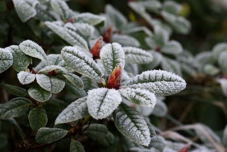 Freezing rain leaves button