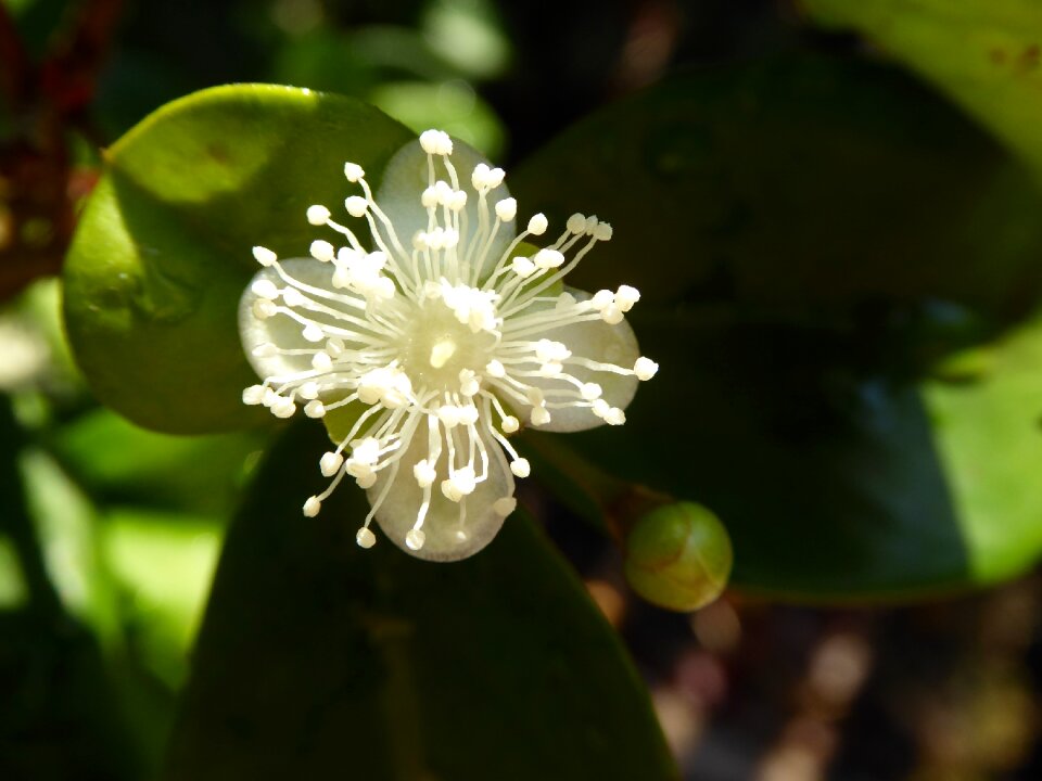 White macro cedar bay cherry