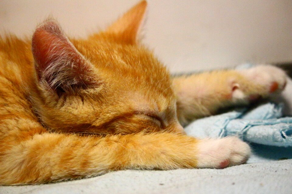 Sleep fur red cat photo