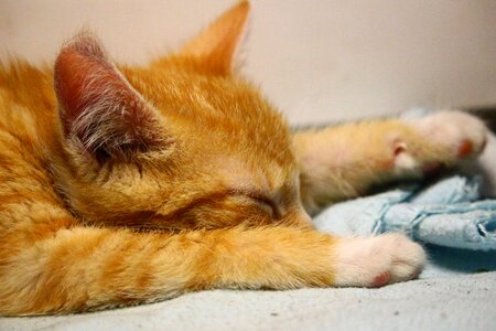Sleep fur red cat