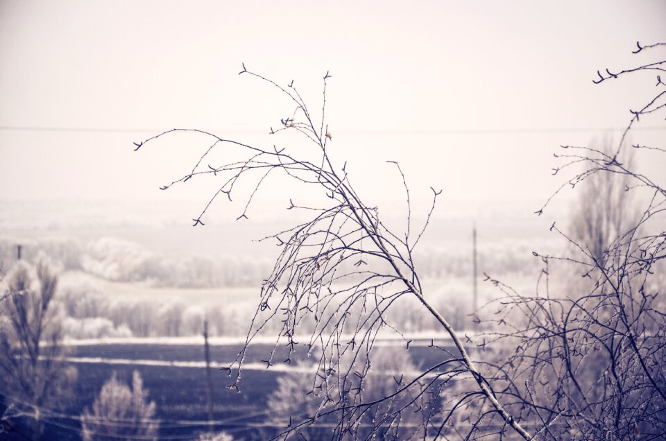 Cold december winter trees