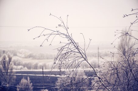 Cold december winter trees photo
