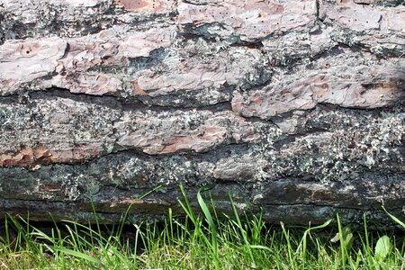 Timber lumber grass