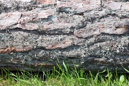 Timber lumber grass photo