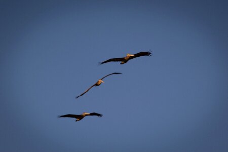 Wings flight air photo