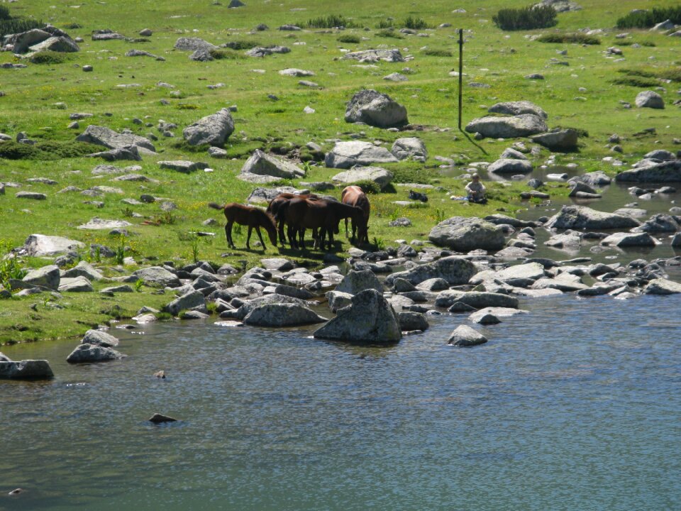 Animal landscape mammal
