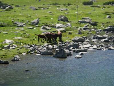 Animal landscape mammal