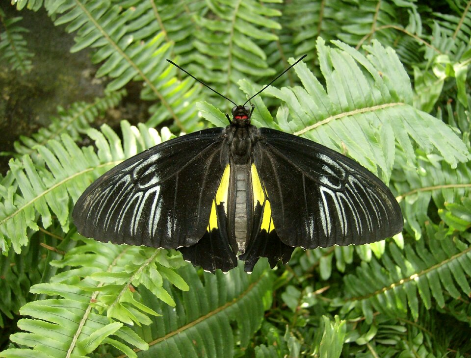 Black butterfly insect